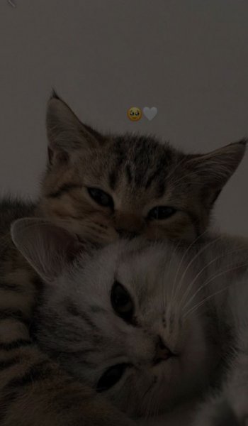  عکس عاشقانه استوری