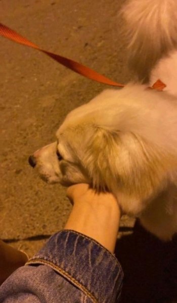  عکس عاشقانه استوری