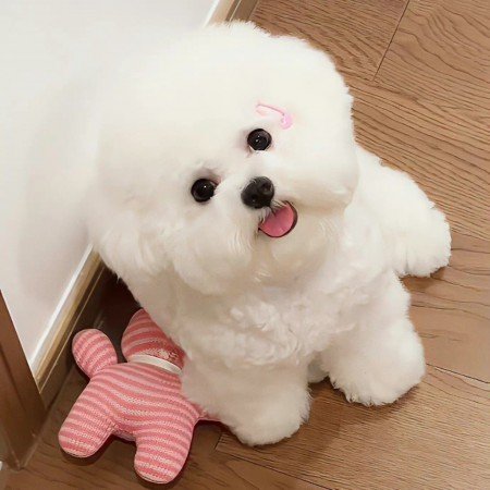  77 عکس سگ بامزه و فان