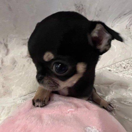  77 عکس سگ بامزه و فان