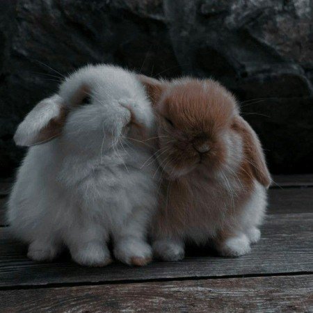  عکس سگ زیبا و بامزه