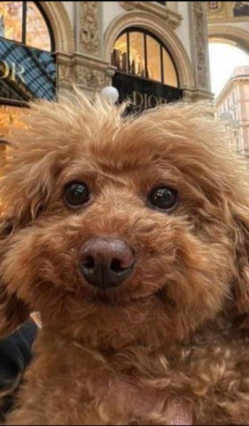  عکس سگ زیبا و بامزه