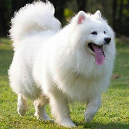  عکس سگ زیبا و بامزه