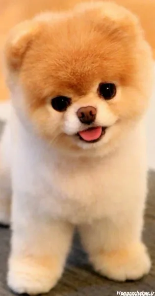  عکس سگ پاکوتاه ایرانی