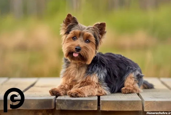  عکس سگ پاکوتاه ایرانی