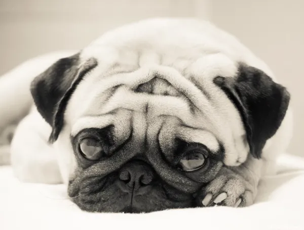  عکس سگ پاکوتاه ایرانی