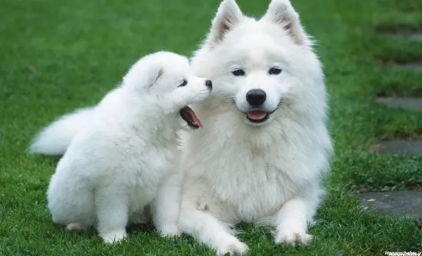  عکس سگ پاکوتاه ایرانی