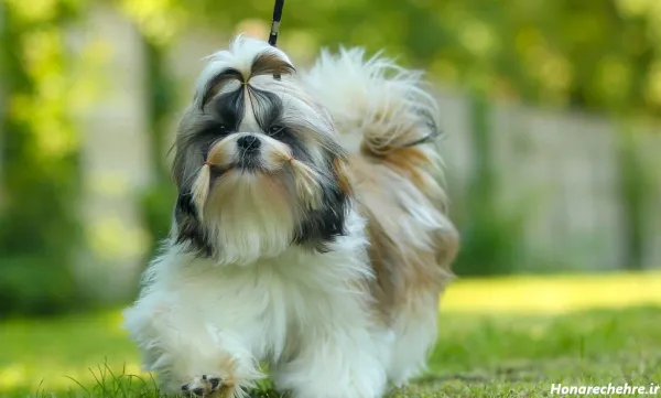  عکس سگ پاکوتاه ایرانی