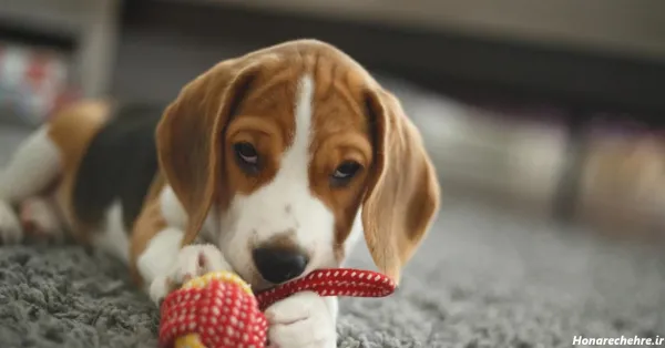  عکس سگ پاکوتاه ایرانی