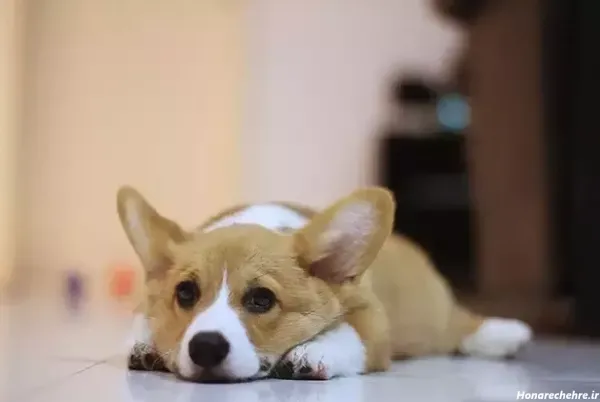  عکس سگ پاکوتاه ایرانی