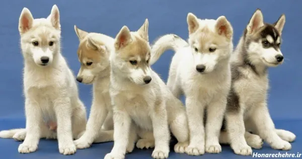  عکس سگ پاکوتاه ایرانی