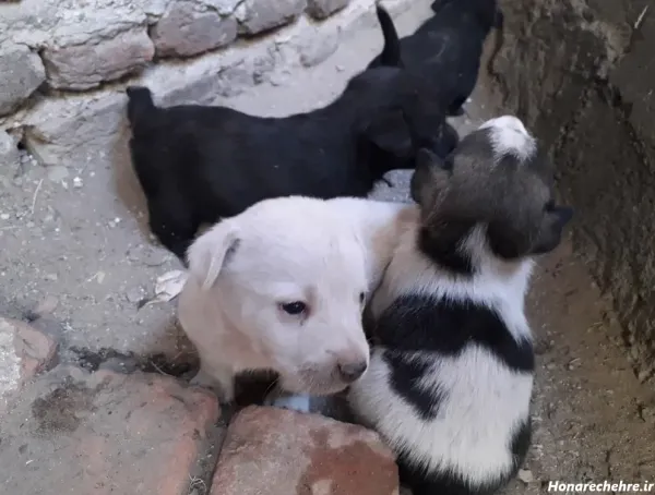  عکس سگ پاکوتاه ایرانی