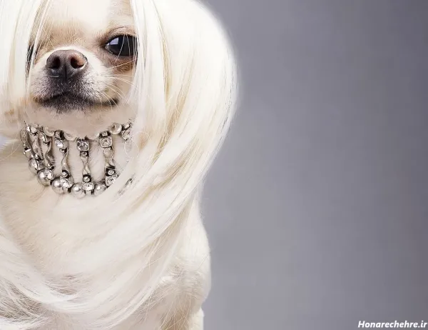  عکس سگ پاکوتاه ایرانی