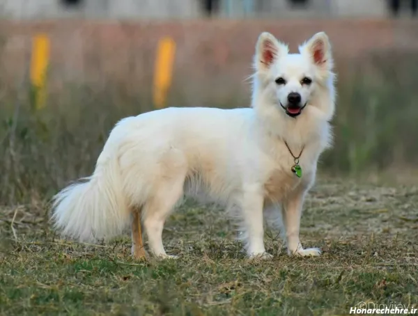  عکس سگ پاکوتاه ایرانی