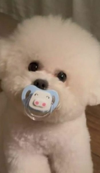  عکس سگهای زیبای خانگی