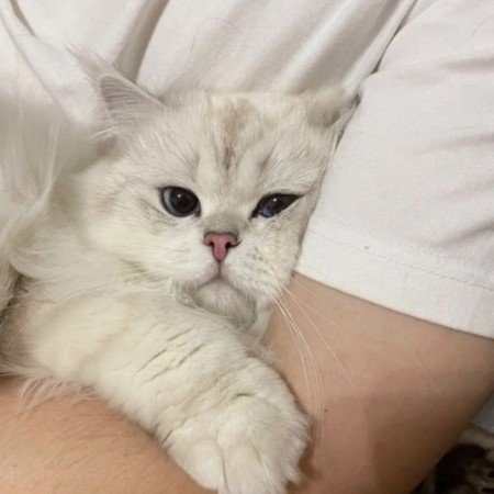  عکس سگهای زیبای خانگی