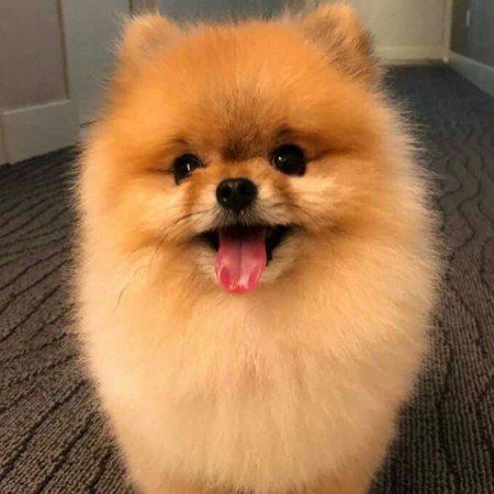  عکس سگهای زیبای خانگی