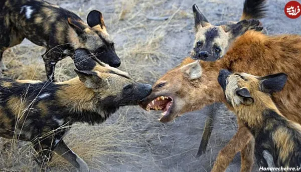  عکس سگ وحشی