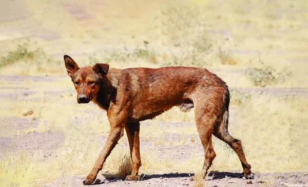  عکس سگ وحشی