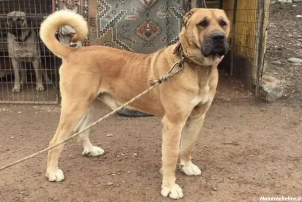  عکس سگ وحشی