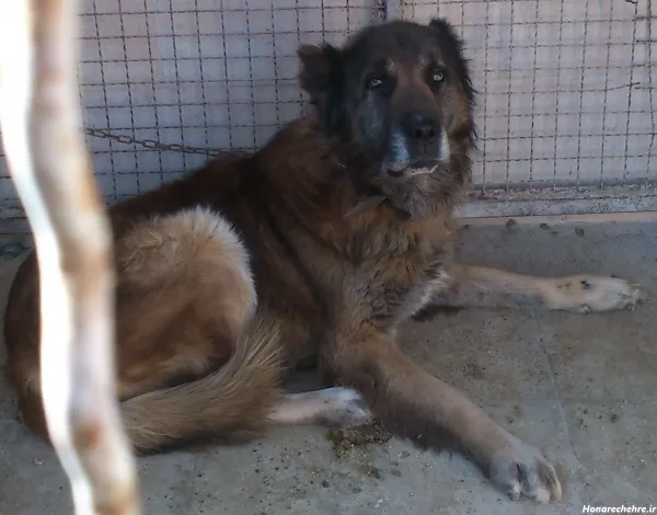  عکس سگ وحشی