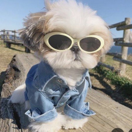  عکس سگ کیوت