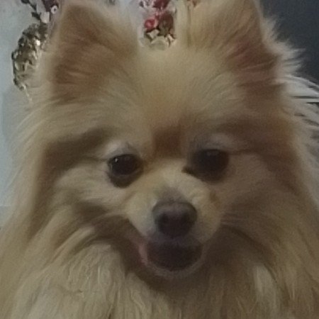  عکس سگ کیوت