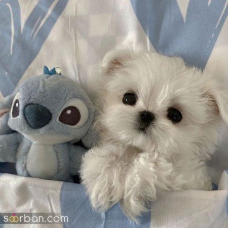  عکس سگ گوگولی