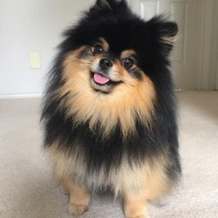  عکس سگ گوگولی