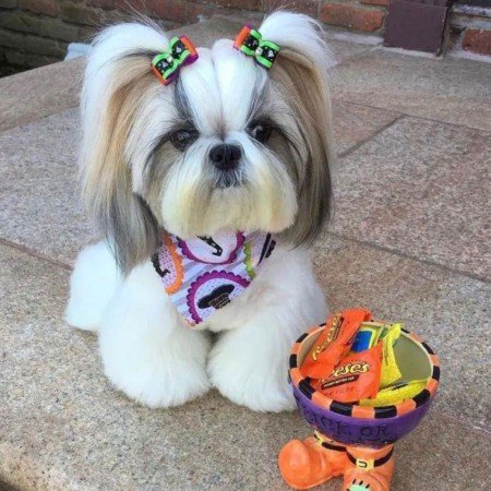  عکس سگ گوگولی