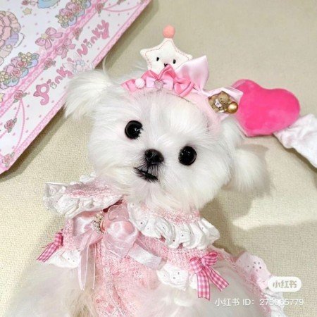  عکس سگ کیوت و گوگولی