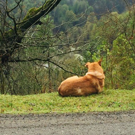  عکس سگ کیوت و گوگولی