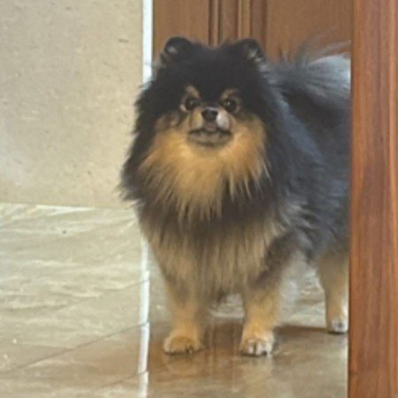  عکس سگ کیوت و گوگولی