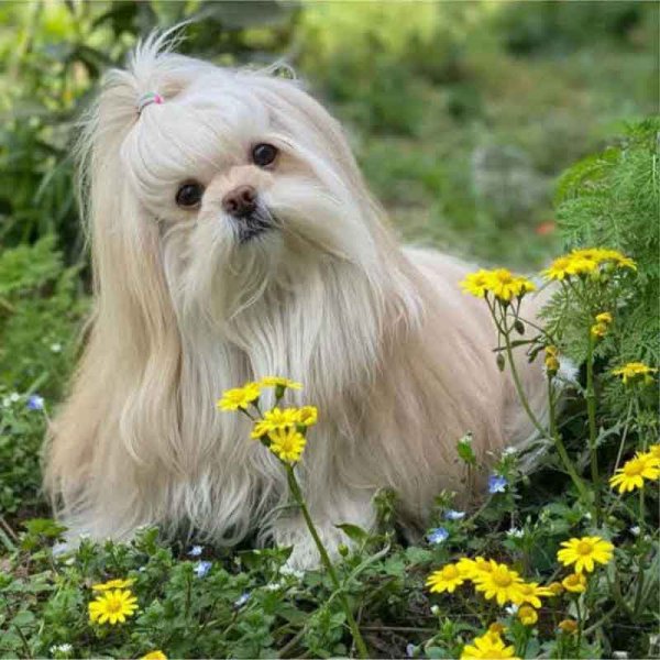 78 عکس سگ پشمالو