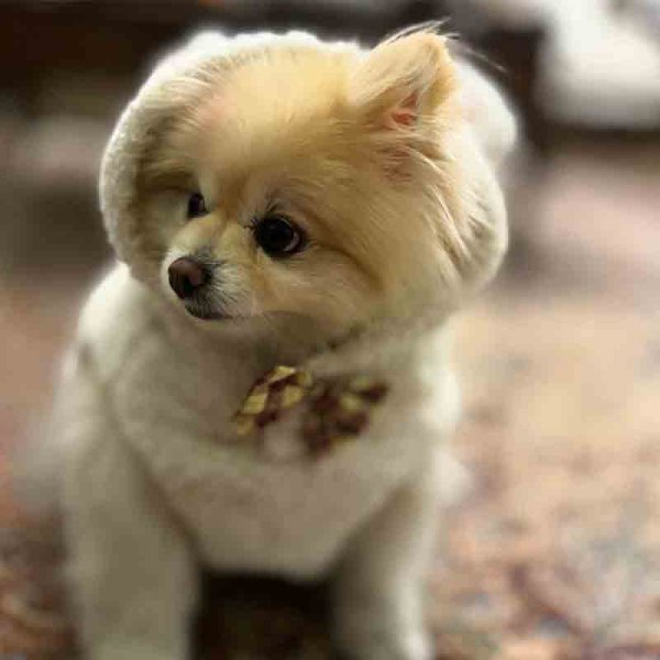  78 عکس سگ پشمالو