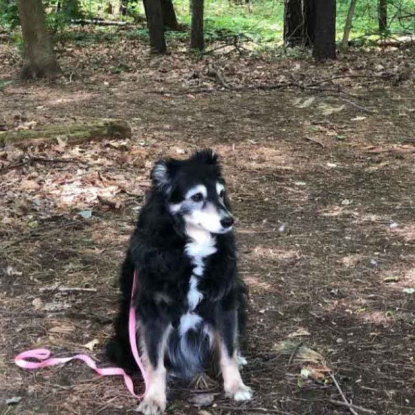  78 عکس سگ پشمالو