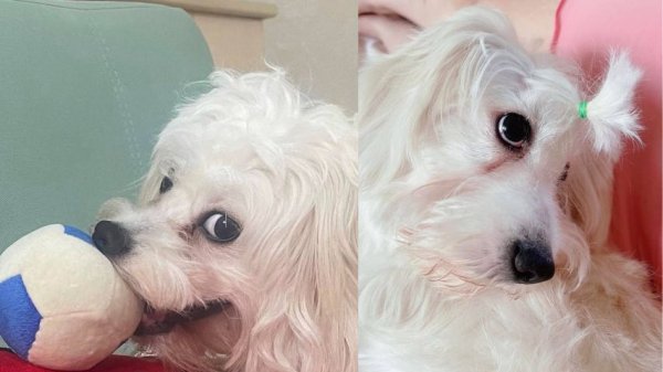  78 عکس سگ پشمالو