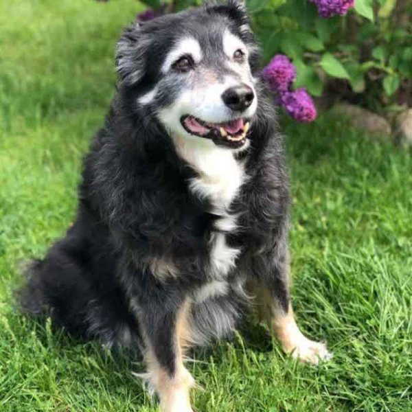  78 عکس سگ پشمالو