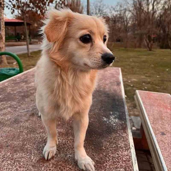  78 عکس سگ پشمالو