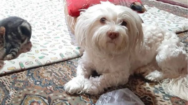  78 عکس سگ پشمالو