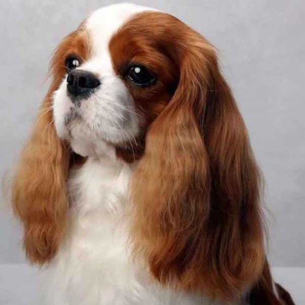  78 عکس سگ پشمالو