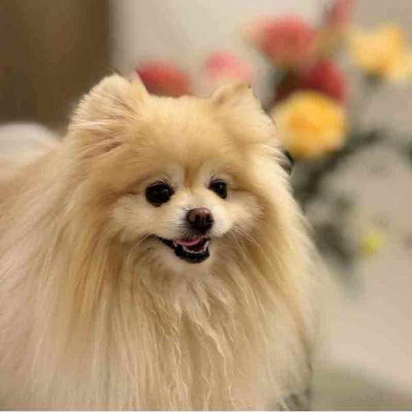  78 عکس سگ پشمالو