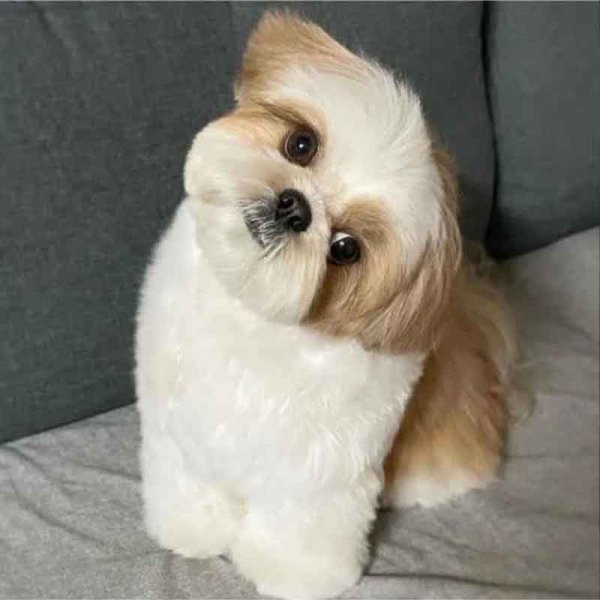  78 عکس سگ پشمالو