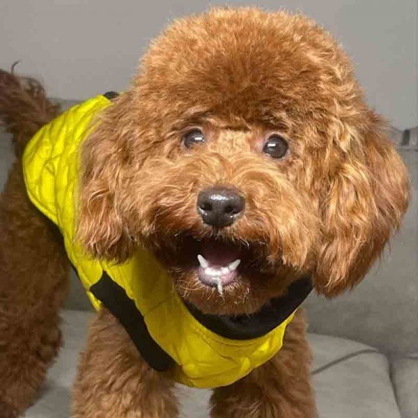  78 عکس سگ پشمالو