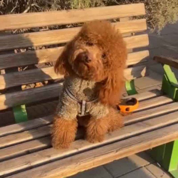  78 عکس سگ پشمالو