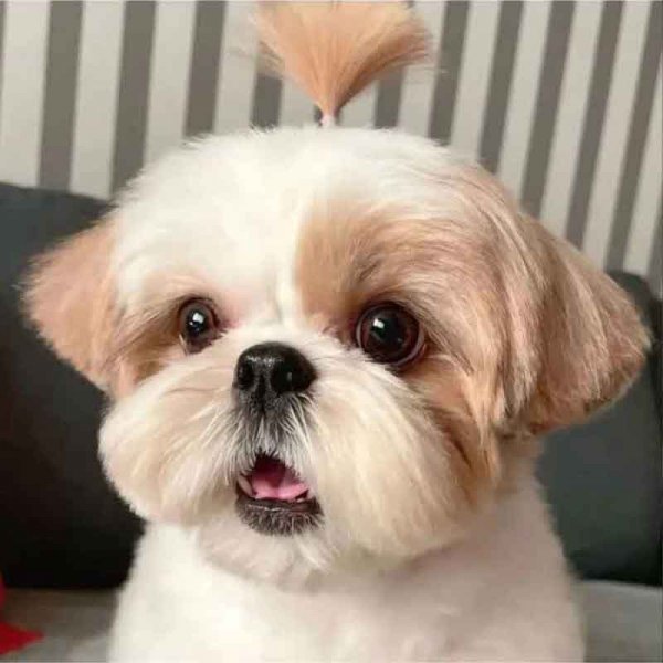  78 عکس سگ پشمالو