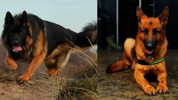  78 عکس سگ پشمالو