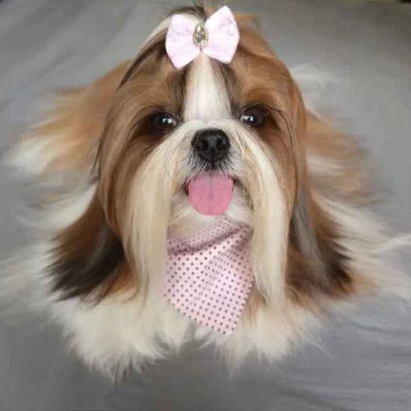  78 عکس سگ پشمالو