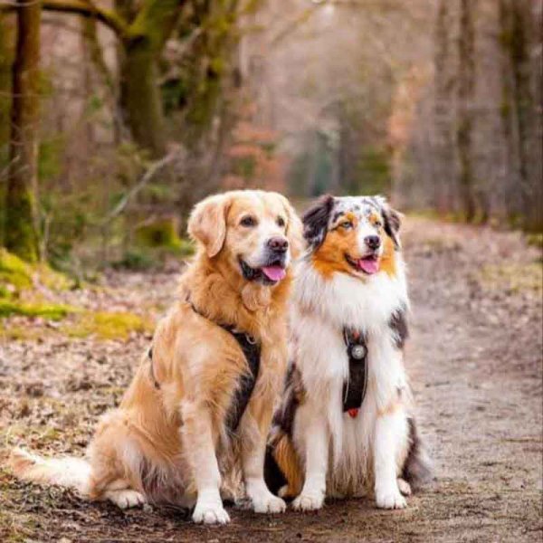  78 عکس سگ پشمالو