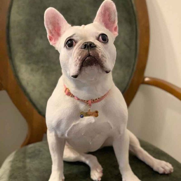  78 عکس سگ پشمالو